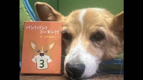[パン？パン？コーギー？?を、みきわめたい！３]