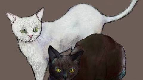 [ねこのめ / Cat's eye]